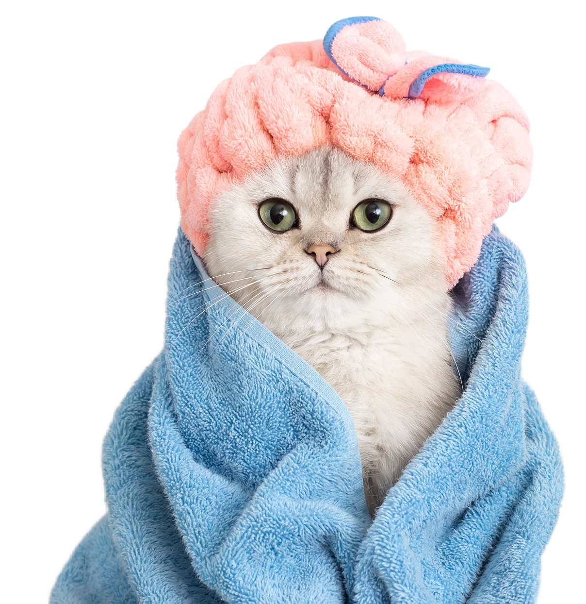 catimg