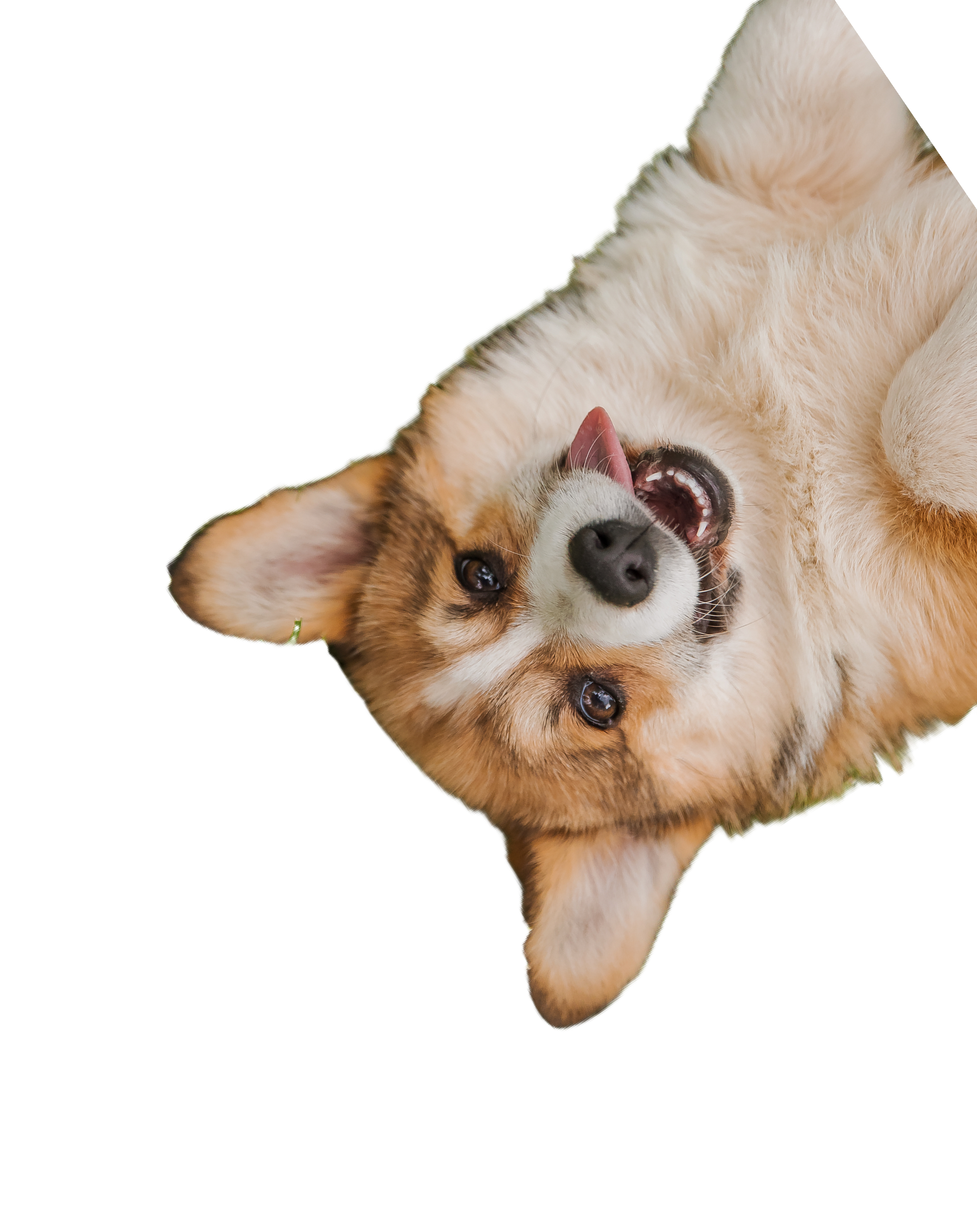 pet